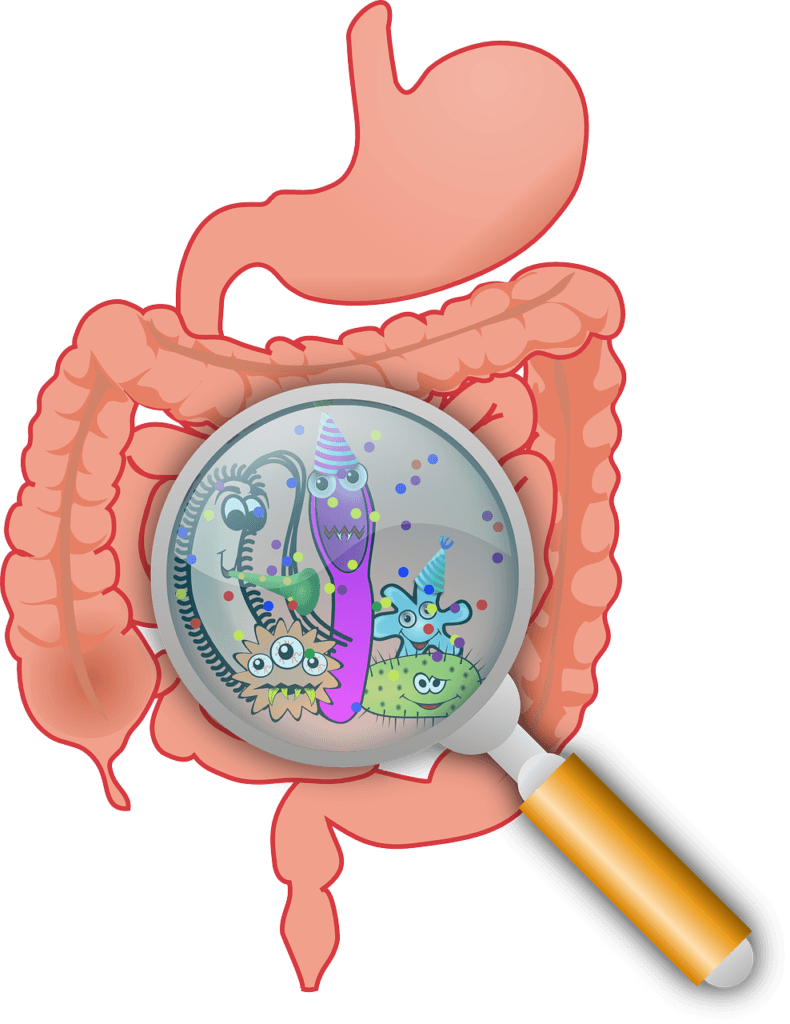 digestive health